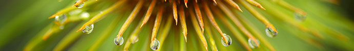 Speargrass flower