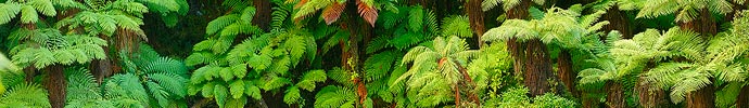 Tree fern forest canvas print
