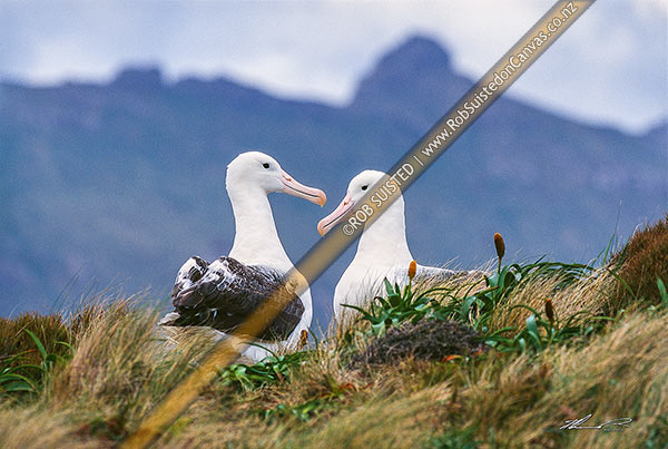 Photo of Southern Royal albatross (Diomedea e. epomophora) pair, Campbell Island, NZ Sub Antarctic, NZ Sub Antarctic Region, New Zealand (NZ)