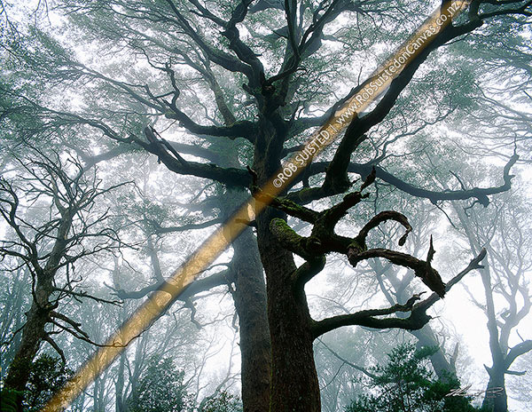 Photo of Misty beech forest - grand old red beech tree (Nothofagus fusca) - Boundary Stream, Hawke's Bay, Hastings, Hawke's Bay Region, New Zealand (NZ)