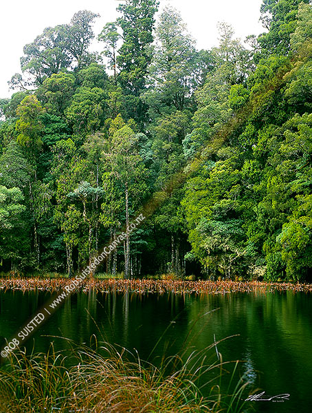 Photo of Waihora Lagoon amongst tall Podocarp forest, with rimu and kahikatea trees, Pureora Forest Park, Waitomo, Waikato Region, New Zealand (NZ)