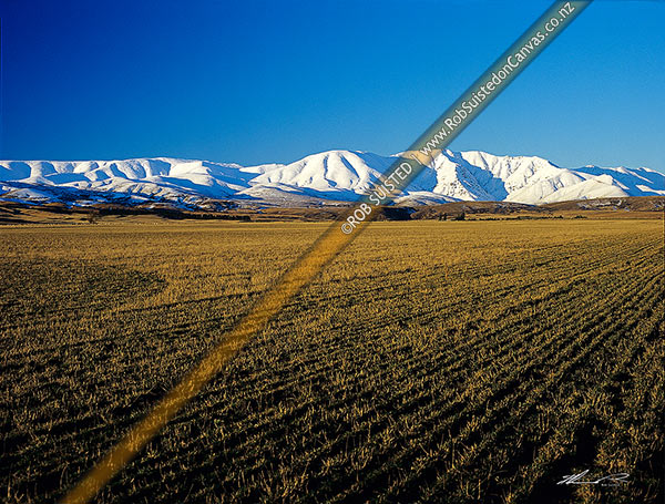 Photo of Looking across  cut paddocks to the Hawkdun Range; Central Otago, Otago - Central, Central Otago, Otago Region, New Zealand (NZ)