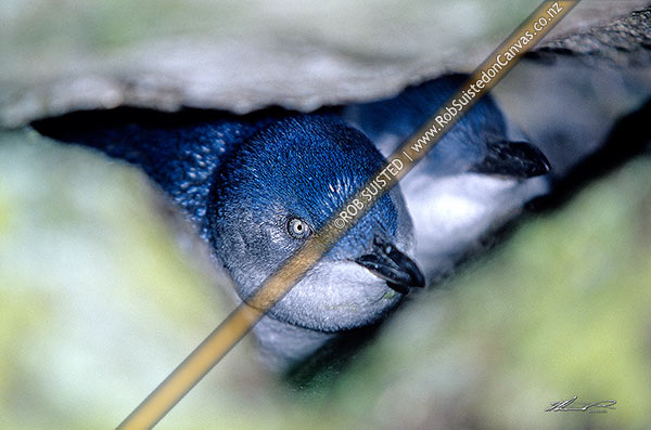 Photo of Little blue penguins under rock in nesting chamber (Eudyptula minor, family: Spheniscidae), Akaroa, Banks Peninsula, New Zealand (NZ)