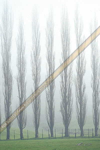 Photo of A line of Poplar trees in the mist and fog. Farm fence behind, Rotongata, Waipa, Waikato Region, New Zealand (NZ)