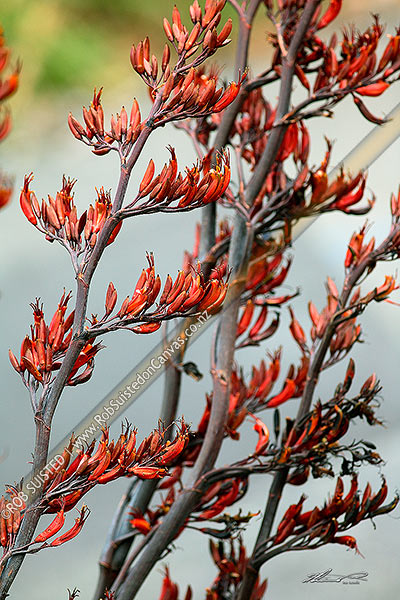 Photo of NZ Flax flowers (Phormium tenax), Wellington, New Zealand (NZ)