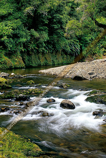 Photo of Forested Te Waiiti stream in the northern Te Urewera National Park, Waimana valley. Toi toi, tree ferns and podocarp forest, Te Urewera National Park, Western Bay of Plenty, Bay of Plenty Region, New Zealand (NZ)