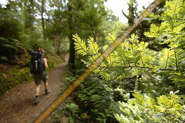 Photo of A tramper on a tramping track amongst the forest.  Miro tree branch in foreground (Podocarpus ferrugineus), Ruahine Forest Park, Central Hawkes Bay, Hawke's Bay Region, New Zealand (NZ)