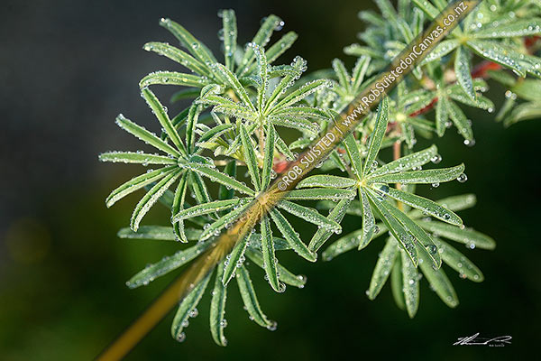 Photo of Rain or dew drops on Russell Lupin (Luprinus polyphyllus) plant and leaves,, New Zealand (NZ)