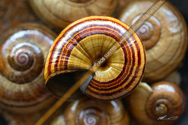Photo of Native giant carnivorous land snail shells from Mount (Mt) Richmond - (Powelliphanta sp.). Closeup pattern texture,, New Zealand (NZ)