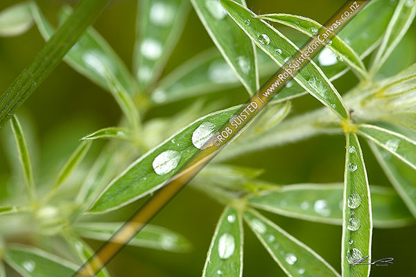 Photo of Tree Lupin leaves with drops of rain water / dew on leaves (Lupinus arboreus),, New Zealand (NZ)