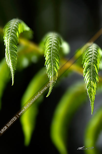 Photo of Close up of three new fern fronds - Mamaku; Black tree fern (Cyathea medullaris). Native punga,, New Zealand (NZ)