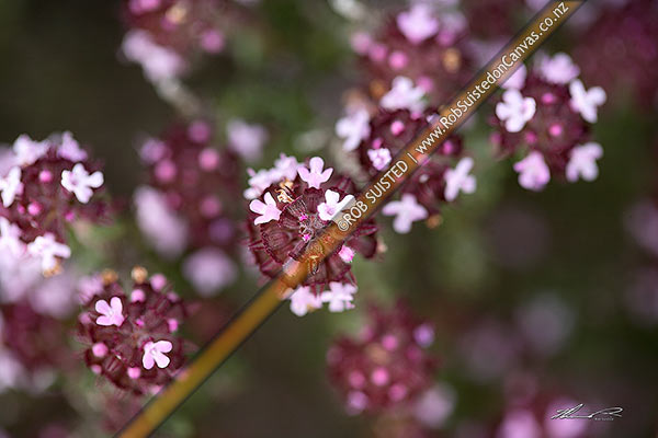 Photo of Wild thyme flowers (Thymus vulgaris) close up - Otago herb plant pest, weed. Established from early gold mining camps, Cromwell, Central Otago, Otago Region, New Zealand (NZ)