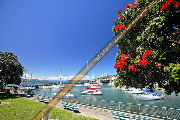 Photo of Yachts in Clyde Quay Boat Harbour Marina, Wellington waterfront, with flowering native Pohutukawa tree (Metrosideros excelsa) in foreground, Wellington, Wellington City, Wellington Region, New Zealand (NZ)