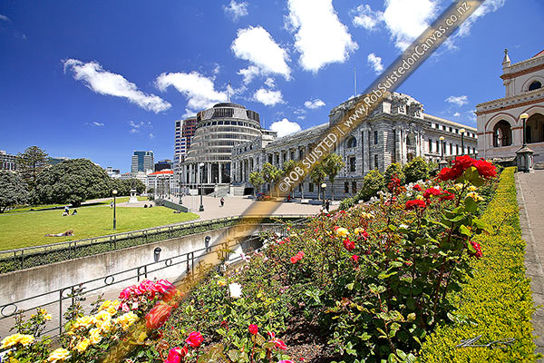 Photo of Roses flowering in front of Parliament House with The Beehive (Executive Wing) left, and Parliamentary Library right, Wellington, Wellington City, Wellington Region, New Zealand (NZ)