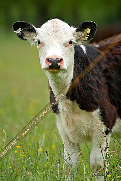 Photo of Young cattle beast on farmland, Cambridge, Waipa, New Zealand (NZ)