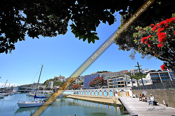 Photo of Yachts in Clyde Quay Boat Harbour Marina, boat sheds, Wellington waterfront, with flowering native Pohutukawa tree (Metrosideros excelsa), Wellington, Wellington City, Wellington Region, New Zealand (NZ)