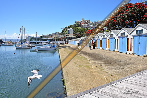 Photo of Clyde Quay Marina boat harbour and boat sheds. Oriental Bay Parade with St Gerards Monastery above. Pohutukawas flowering and flying gull, Wellington, Wellington City, Wellington Region, New Zealand (NZ)