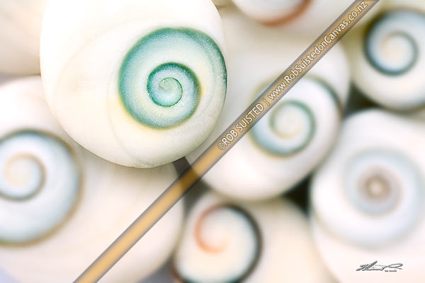 Photo of Spiral patterned 'catseye shells' - mollusc operculum, or foot-closure of a sea-snail,, New Zealand (NZ)