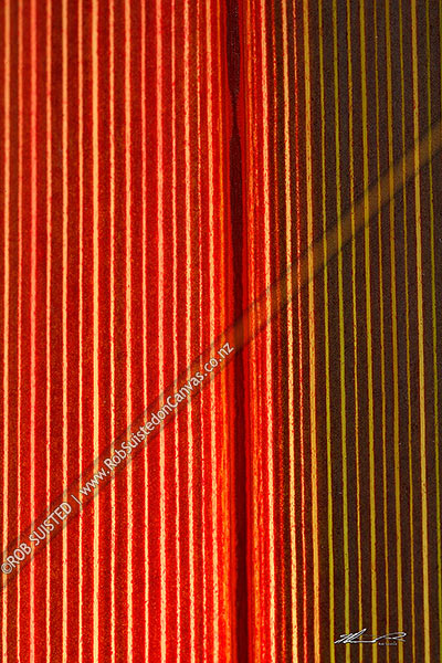 Photo of Close up of New Zealand native Flax leaf showing leaf veins in sunlight shiing through blade (Phormium sp. - red variety),, New Zealand (NZ)