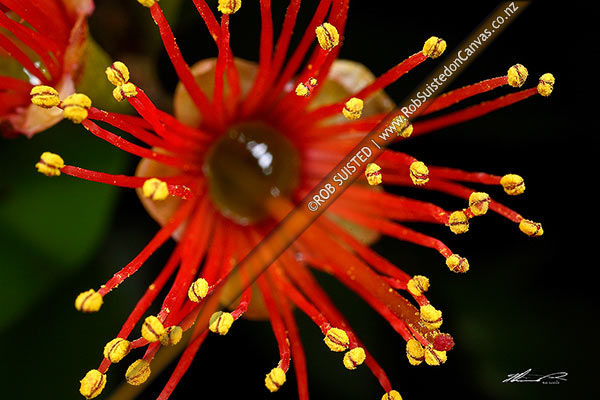 Photo of Close up of akakura / Scarlet Rata vine in flower showing yellow pollen covered anthers and red stamens and nector bowl (Metrosideros fulgens, Family: Myrtaceae),, New Zealand (NZ)