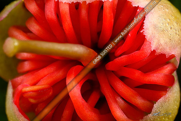 Photo of Scarlet Rata vine as flower opening as stamens start to unfurl around the stigma (Metrosideros fulgens, Family: Myrtaceae),, New Zealand (NZ)
