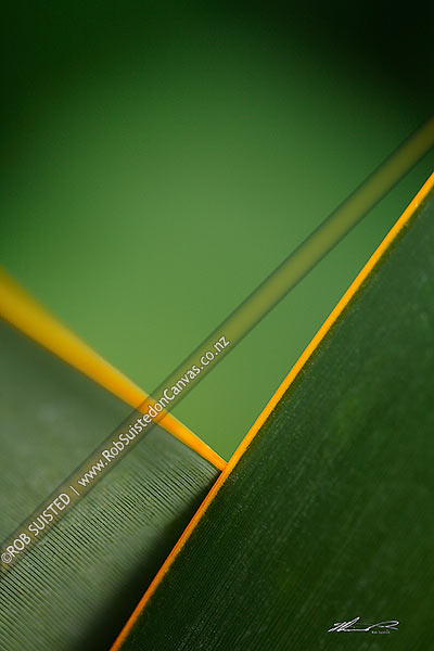 Photo of Yellow ribbed New Zealand Flax leaf and leaves crossed (Phormium tenax). Design, arty type shot,, New Zealand (NZ)