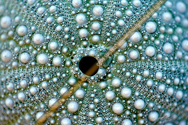 Photo of Sea urchin, or sea egg shell without spines. Maori name Kina (Evechinus chloroticus, Family: Echinometridae),, New Zealand (NZ)