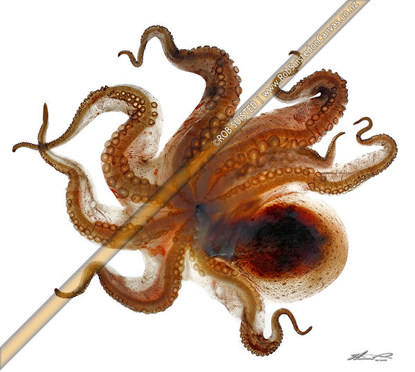 Photo of Common New Zealand octopus from beneath (Pinnoctopus cordiformis or wheke; Octopoda: Octopodidae), Showing tentacles and suction discs,, New Zealand (NZ)