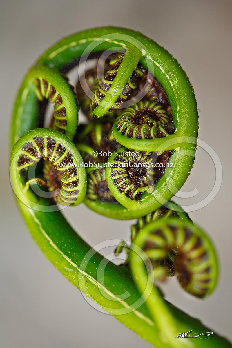 Nz Koru