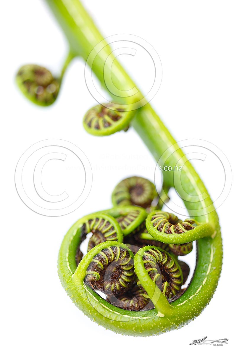 Nz Koru