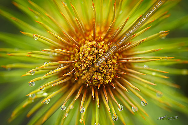 Photo of Looking down on the spine protected flower head of a native speargrass flower stem (Aciphylla sp.) or Wild spaniard, with raindrops,, New Zealand (NZ)