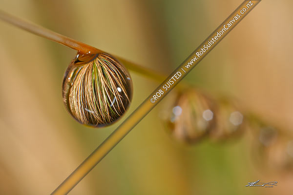 Photo of Rain water droplet hanging on native red tussock grass leaves (Chionochloa rubra) and reflecting plant in water bead,, New Zealand (NZ)