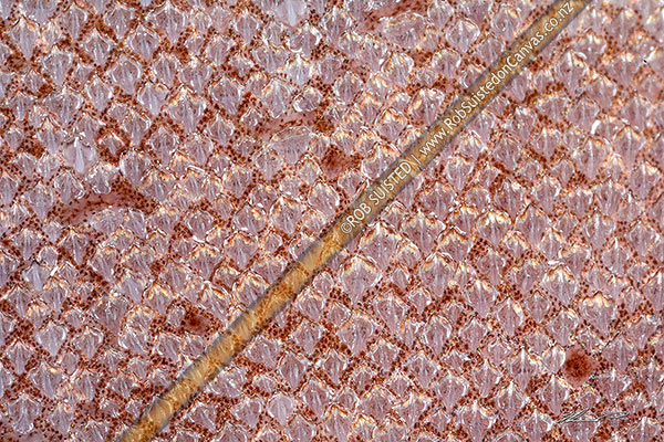 Photo of Close up of dermal denticles or placoid scales on skin of shark. Keeled spines on scales reduce hydrodynamic drag . Spiny dogfish (Squalus acanthias Family: Squalidae). Natural pattern texture,, New Zealand (NZ)