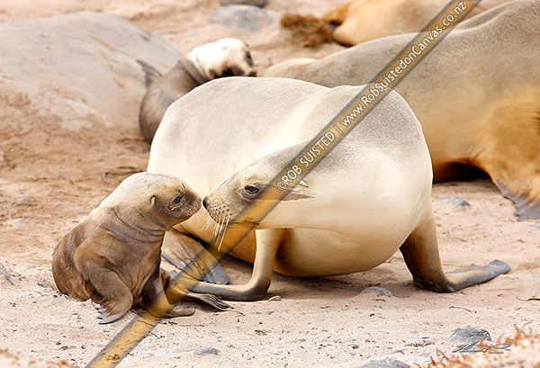 Photo of Adult female New Zealand (Hooker's) Sea lion mother sniffing pup for recognition before taking for feeding (Phocartos hookeri) in colony at Sandy Bay, Enderby Is.,Auckland Islands, NZ Sub Antarctic, NZ Sub Antarctic Region, New Zealand (NZ)