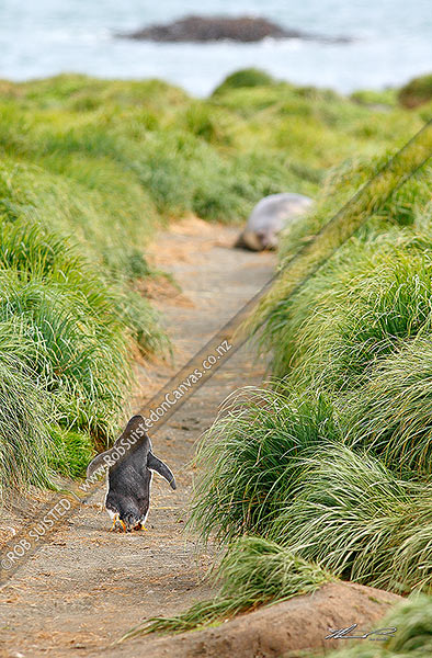 Photo of Gentoo Penguin (Pygoscelis papua) walking down pathway to sea, blocked by Elephant seal. Long way home, Macquarie Island, NZ Sub Antarctic, NZ Sub Antarctic Region, Australia