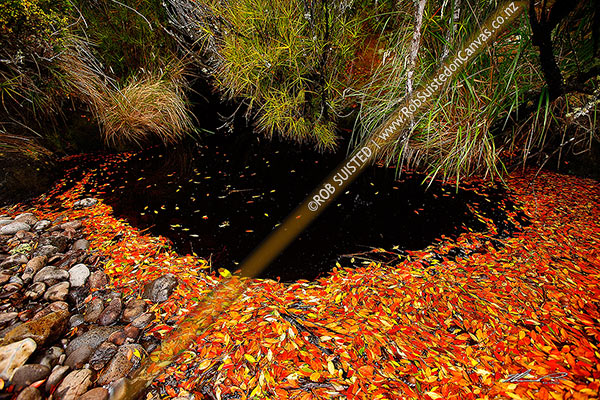 Photo of Red orange and yellow dead Southern Rata leaves pooled in dark tanin stained water of creek mouth (Metrosideros umbellata), Auckland Islands, NZ Sub Antarctic, NZ Sub Antarctic Region, New Zealand (NZ)