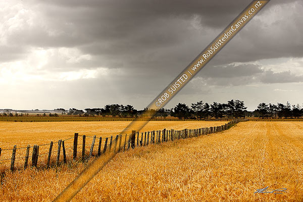 Photo of Wheat or barley grain field growing under heavy moody approaching rain clouds, Foxton, Horowhenua, Manawatu-Wanganui Region, New Zealand (NZ)