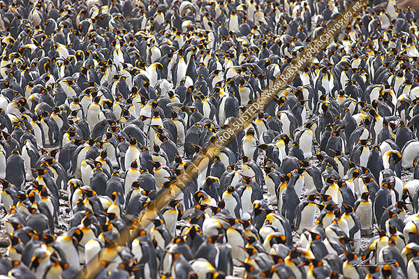 Photo of King Penguins in breeding colony (Aptenodytes patagonicus). Mosaic of thousands of birds, Macquarie Island, NZ Sub Antarctic, NZ Sub Antarctic Region, Australia