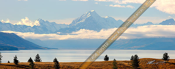 Photo of Aoraki / Mount Cook peak above Lake Pukaki with sparsely spaced wilding pine trees in foreground. Panorama with Mt La Perouse (3078m) at left., Mount Cook, MacKenzie, Canterbury Region, New Zealand (NZ)