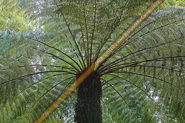 Photo of Silver Tree Fern - Ponga (Cyathea dealbata), New Zealand native. Underside of fronds showing silver colour,, New Zealand (NZ)