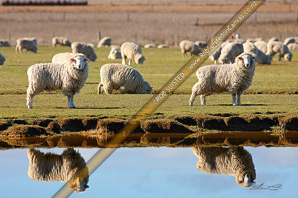 Photo of Sheep reflected in irrigation pond in pasture. Spring,, New Zealand (NZ)