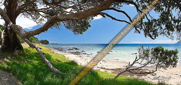 Photo of Waihau Bay through the limbs of an old Pohutukawa tree on a warm summers day. Panorama with lush grass and white sand beach, Waihau Bay, Opotiki, Bay of Plenty Region, New Zealand (NZ)