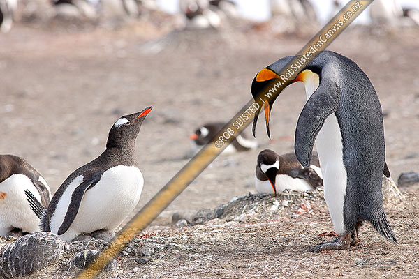 Photo of Penguin courtship - unusual Interspecies courtship between lone lost King Penguin (Aptenodytes patagonicus) and Gentoo penguin (Pygoscelis papua) in Gentoo colony, South Shetland Islands, Antarctica, Antarctica Region, Antarctica