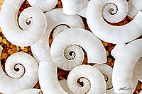Spiral seashells