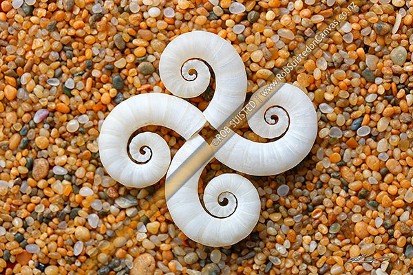 Photo of Seashells on sand in pattern. Ram's horn shell bouyancy chambers from Ram's horn squid (Spirula spirula, Spirulidae). Common on New Zealand beaches,, New Zealand (NZ)