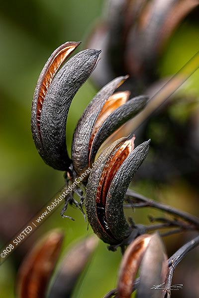 Photo of NZ native flax plant seed head open to release seeds (Phormium tenax),, New Zealand (NZ)