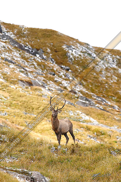 Photo of Wild young Wapiti / Red deer cross hybrid bull (Fiordland deer stag - Cervus elaphus) in alpine tussock tops during the rutting season. 8 point antlers, Fiordland National Park, Southland, Southland Region, New Zealand (NZ)