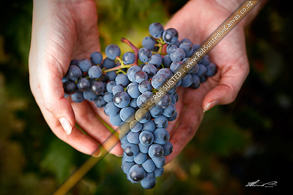 Photo of Grapes, freshly picked being held in hand in vineyard for wine production. Ripe Cabernet Sauvignon grape variety fruit bunch, Martinborough, South Wairarapa, Wellington Region, New Zealand (NZ)
