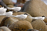 White fronted tern sitting on rocks