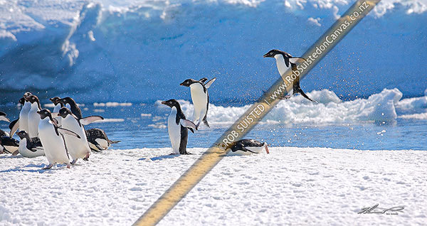 Photo of Adelie penguins group jumping high out of the water above pack ice floe (Pygoscelis adeliae), Commonwealth Bay, Antarctica, Antarctica Region, Antarctica